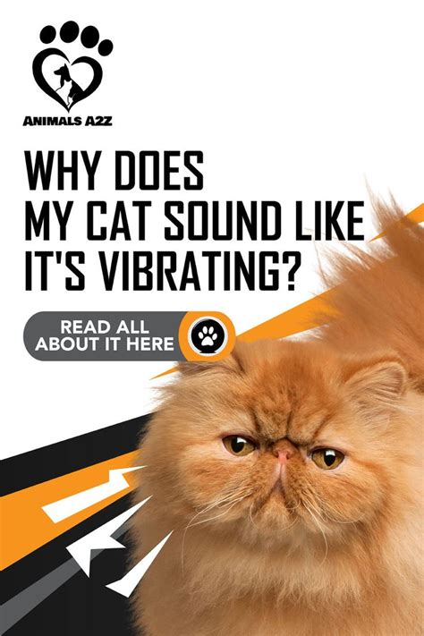 Why is my cat vibrating but not purring?