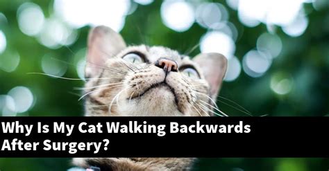 Why is my cat walking backwards after surgery?