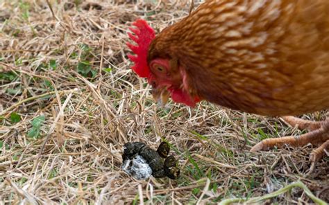 Why is my chicken eating its poop?