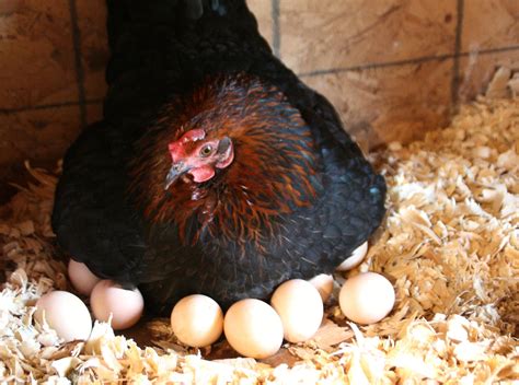 Why is my chicken hiding her eggs?