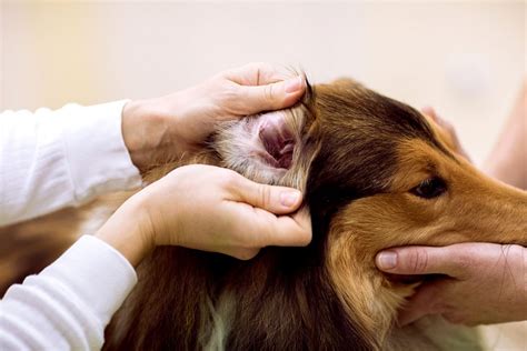 Why is my dog's ear bleeding after plucking?