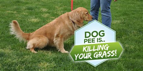 Why is my dog's pee killing my grass?