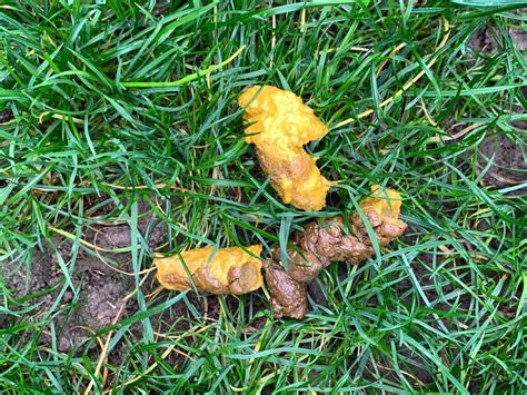 Why is my dog's poop yellow after chicken and rice?