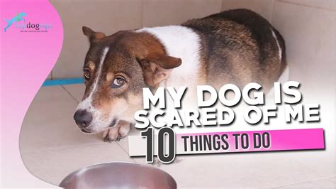 Why is my dog afraid of me when I cry?