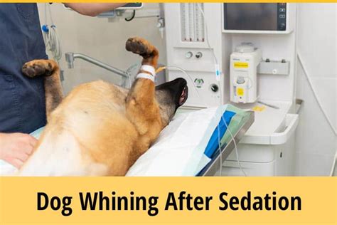 Why is my dog crying after being sedated?