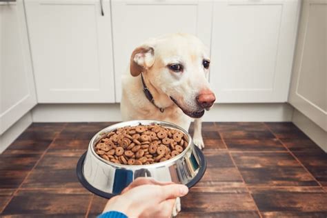 Why is my dog not eating dry food anymore?