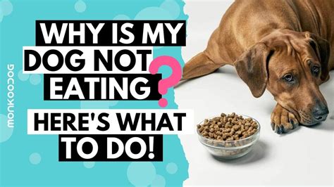 Why is my dog not eating for 2 days?
