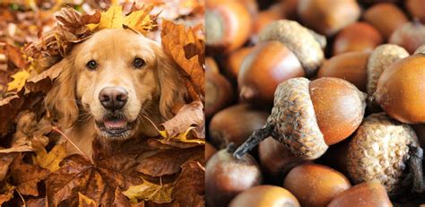 Why is my dog obsessed with eating acorns?