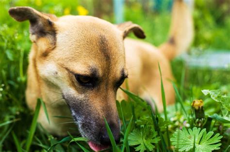 Why is my dog obsessed with eating grass?