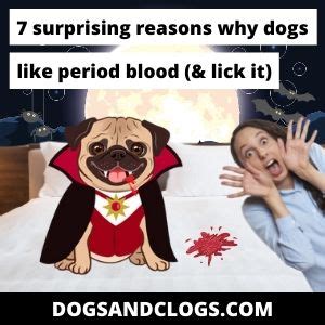 Why is my dog obsessed with my period blood?