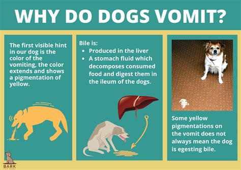 Why is my dog vomiting yellow but acting normal?
