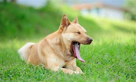Why is my dog yawning?