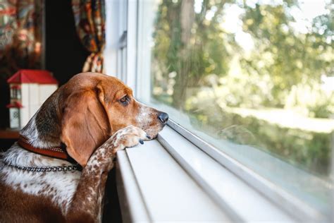 Why is my dogs separation anxiety getting worse?