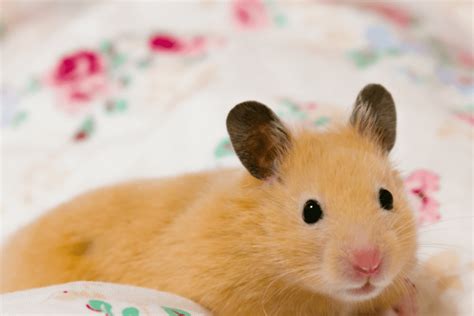 Why is my dwarf hamster sneezing?