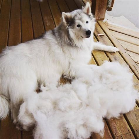 Why is my fur jacket shedding?