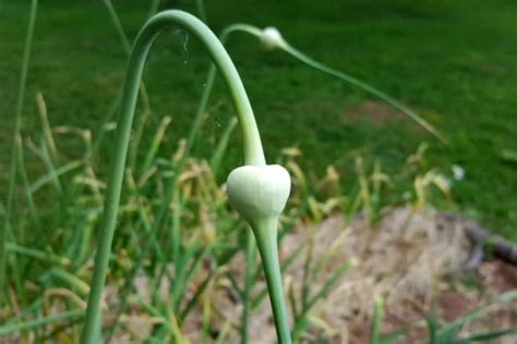Why is my garlic growing green stems?