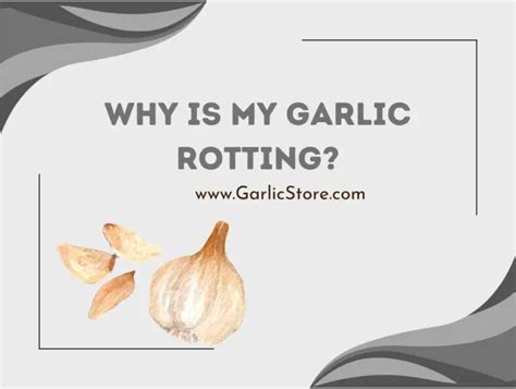 Why is my garlic rotting?