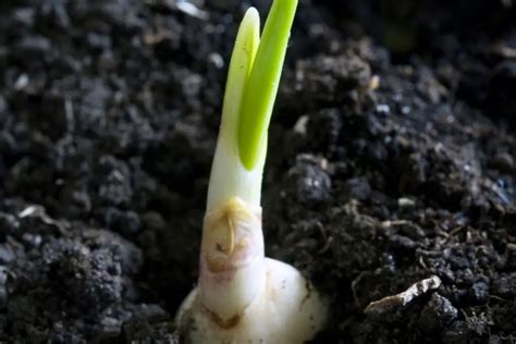 Why is my garlic sprouting?