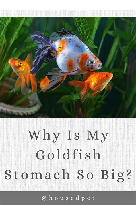 Why is my goldfish belly so big?