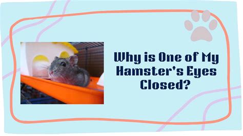 Why is my hamster's eye half shut?