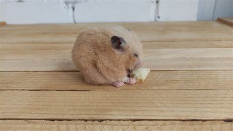 Why is my hamster's eye not fully open?