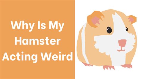 Why is my hamster acting so weird?
