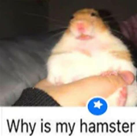 Why is my hamster bony?