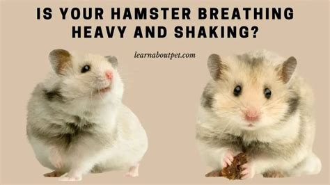 Why is my hamster cold but breathing?