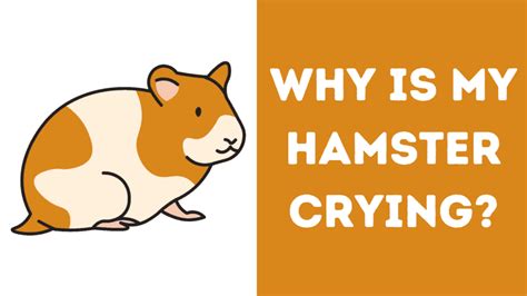 Why is my hamster crying?