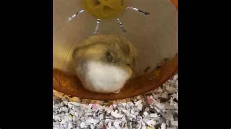 Why is my hamster curled up in a ball?