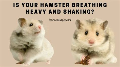 Why is my hamster dead but breathing?