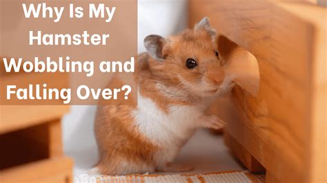 Why is my hamster falling over?