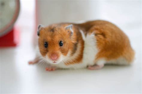 Why is my hamster falling over when I walk?