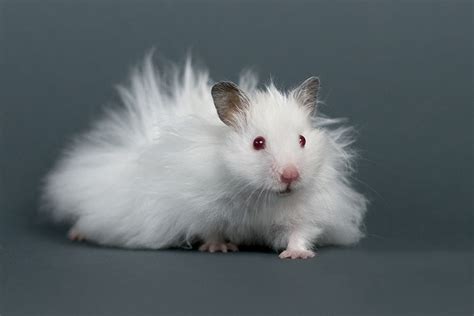 Why is my hamster growing long hair?
