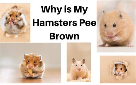 Why is my hamster hard as a rock?