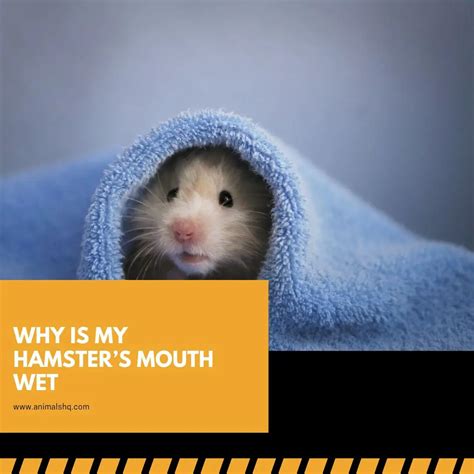 Why is my hamster never awake?