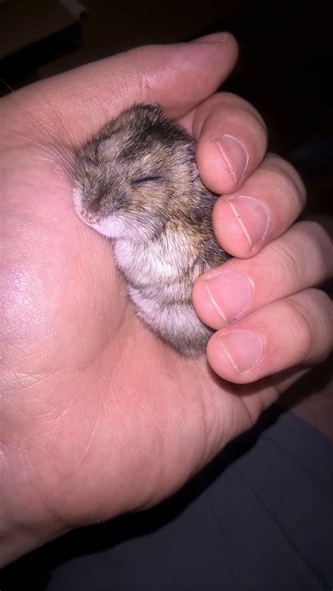 Why is my hamster not fluffy?