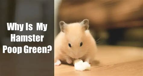 Why is my hamster pee green?