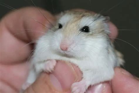 Why is my hamster shaking and sneezing?