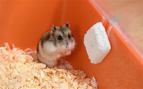 Why is my hamster skinny and weak?