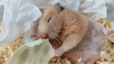 Why is my hamster sleeping for so long?