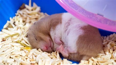 Why is my hamster sleeping so deeply?