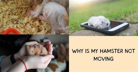 Why is my hamster slow?
