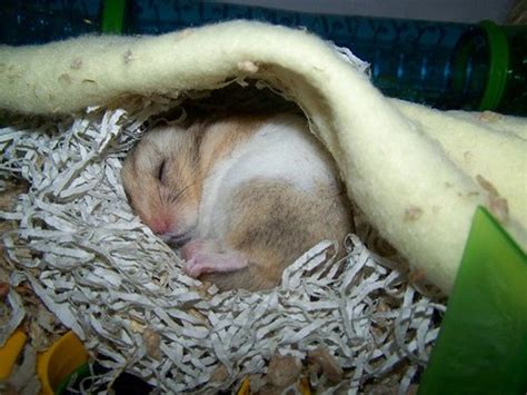 Why is my hamster so cold?