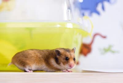 Why is my hamster struggling to walk?