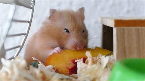 Why is my hamster weak and not eating?