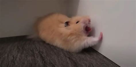 Why is my hamster yawning?