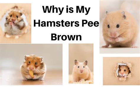 Why is my hamsters pee so dark?