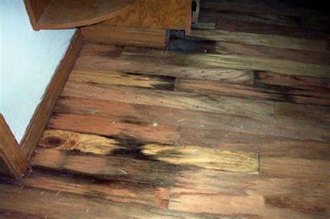 Why is my hardwood floor rotting?