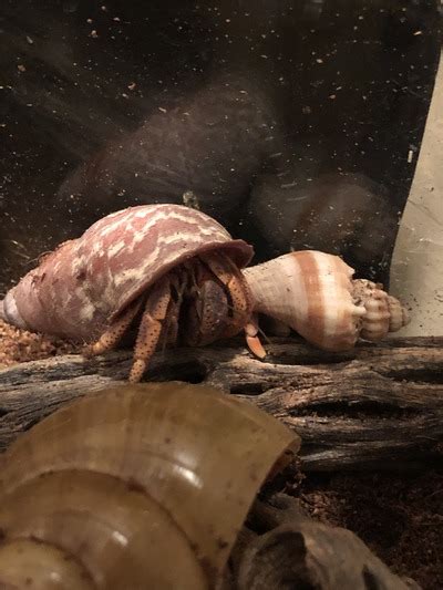 Why is my hermit crab hiding at night?